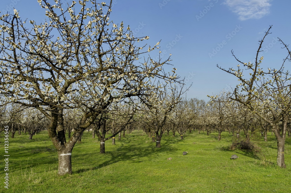 Cherry orchard in blossom through springtime, look from near, Pancharevo, Bulgaria Cherry orchard in blossom through springtime, look from near, Pancharevo, Bulgaria