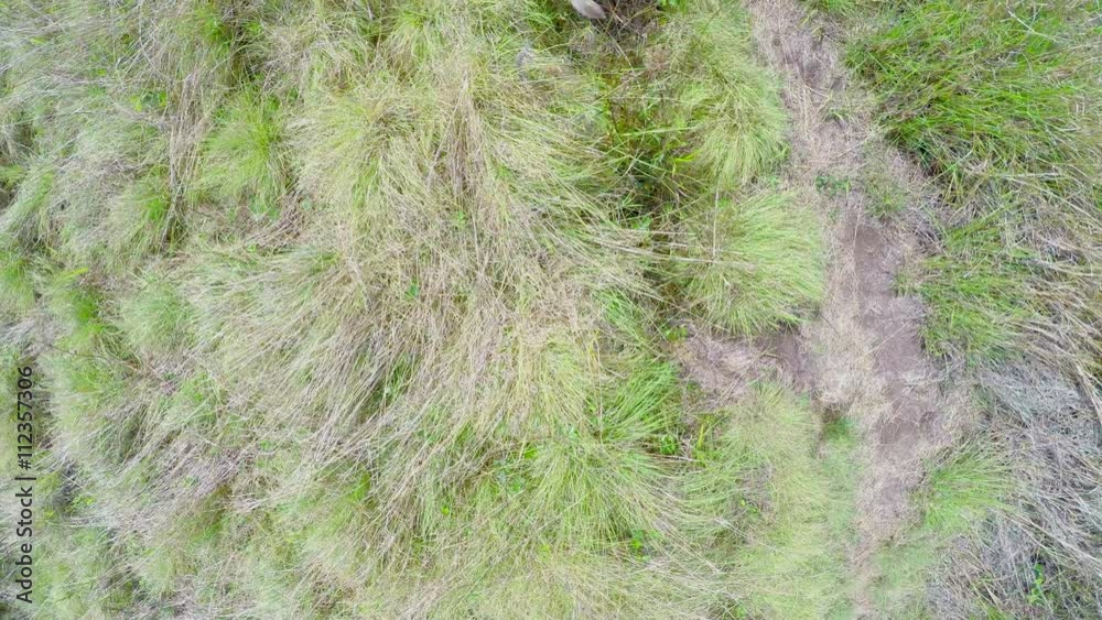 Mutt Dog in Grass Field Jumping At Aerial Camera Above Him Trying to Bite Mutt Dog in Grass Field Jumping At Aerial Camera Above Him Trying to Bite