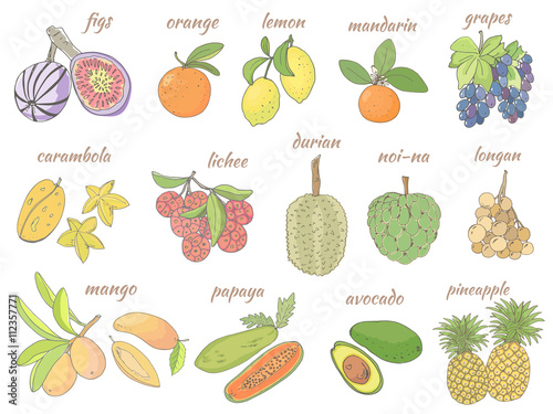 Set of vector illustrations of fruit
