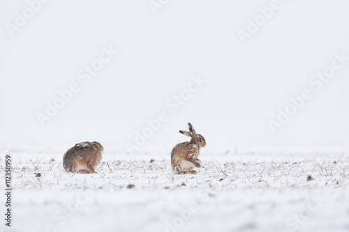 lièvre lapin neige gibier chasse froid blanc animal sauvage pr
