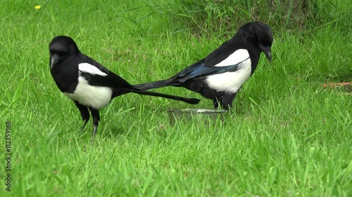 Eurasian magpie eat on Meadow and run away photo
