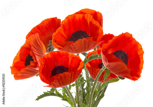 Fototapeta Naklejka Na Ścianę i Meble -  The bouquet of red poppies.