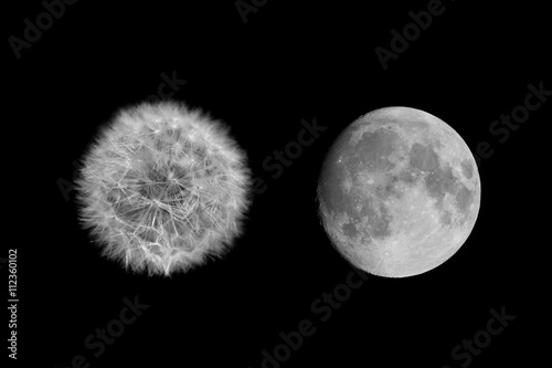 lune fleur pissenlit rond cercle lunaire poésie comparaison nat photo