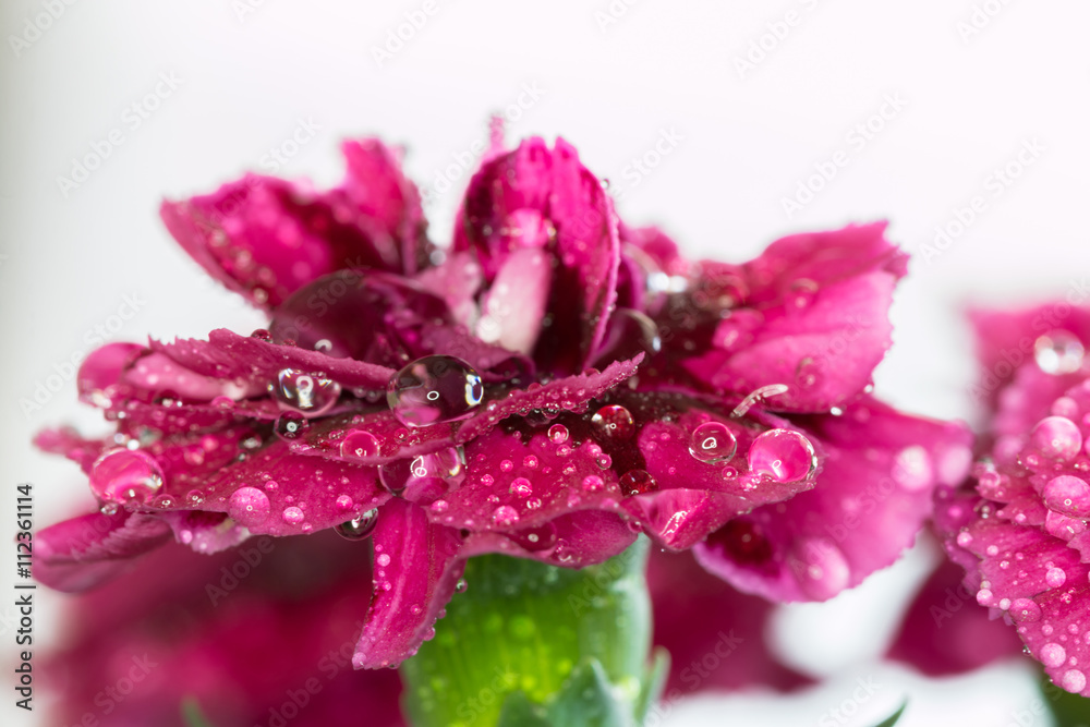 Cute pink clove with water drops on the petals , macro