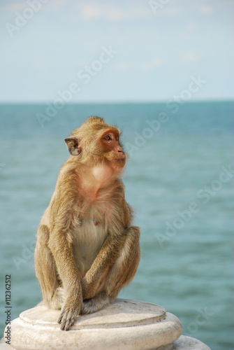 Waiting monkey © bankbuster