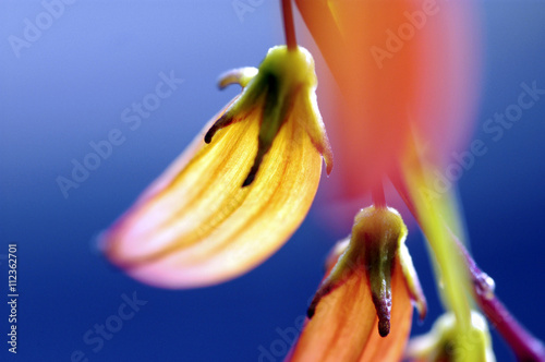 Sternwinde photo