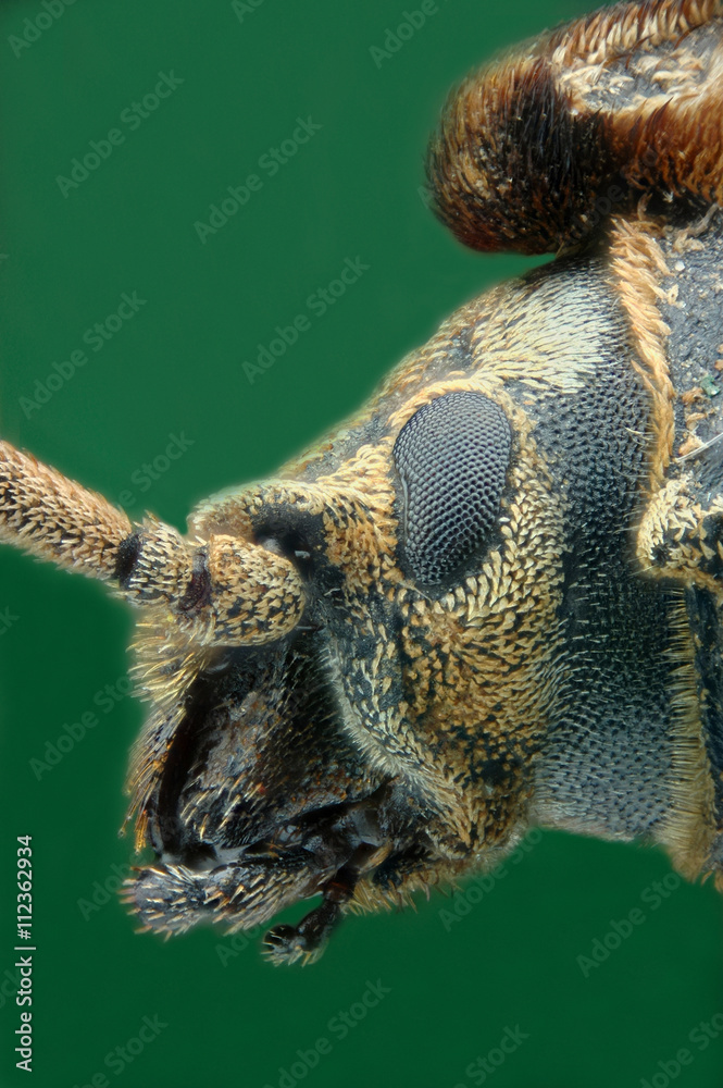 Microfotografía de la cabeza de un escarabajo realizada con la técnica del apilado de imagenes. Microfotografía de la cabeza de un escarabajo realizada con la técnica del apilado de imagenes.