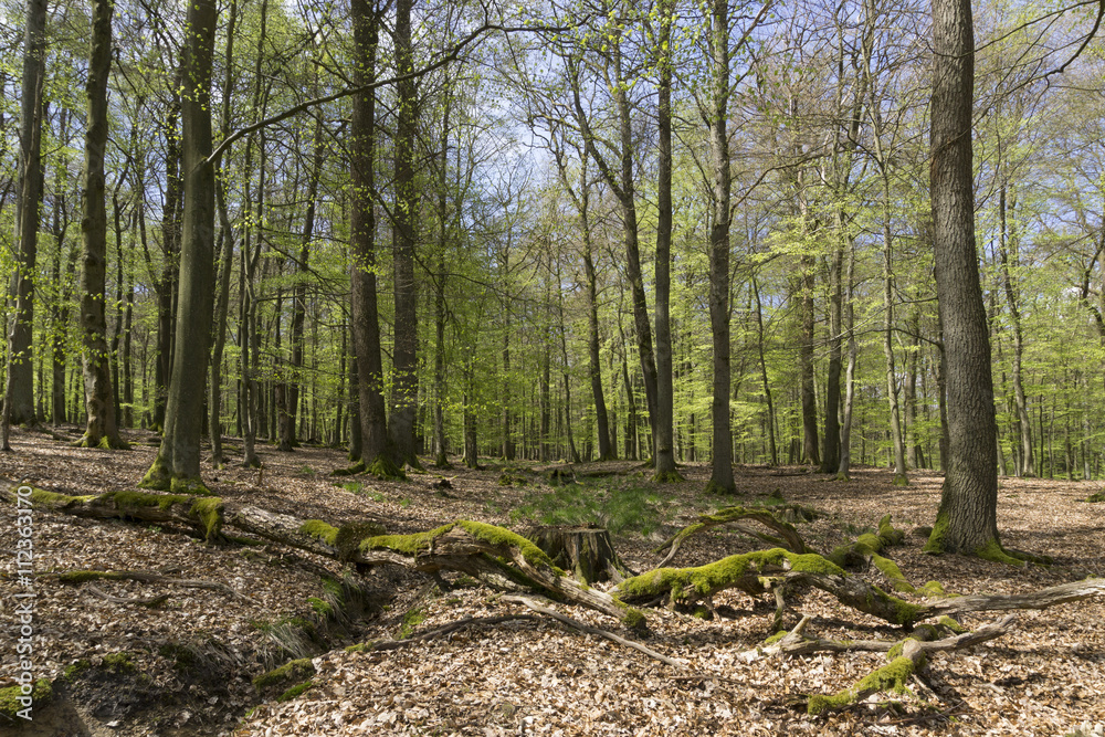 Buchenwald, Naturpark Arnsberger Wald, Sauerland, Nordrhein-Westfalen, Deutschland