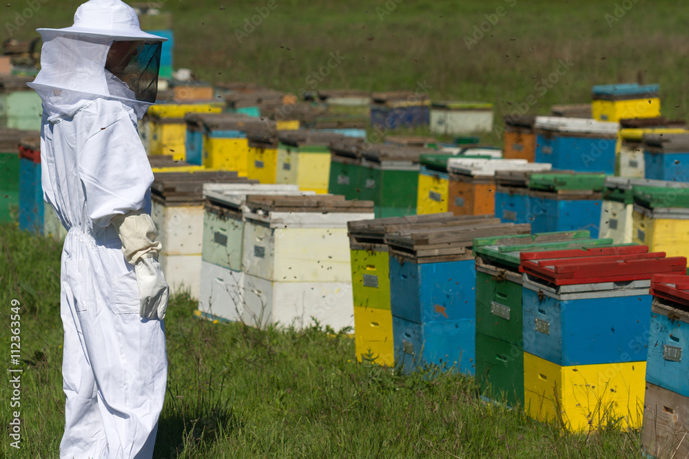 Apiarist watching over his bee hives Apiarist watching over his bee hives