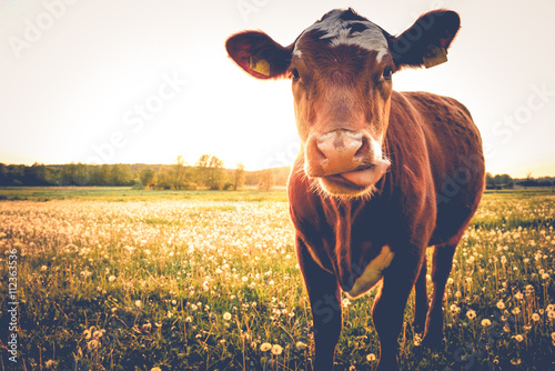 Fotografia, Obraz Einzelne Kuh auf Butterblumenwiese in der Abendsonne