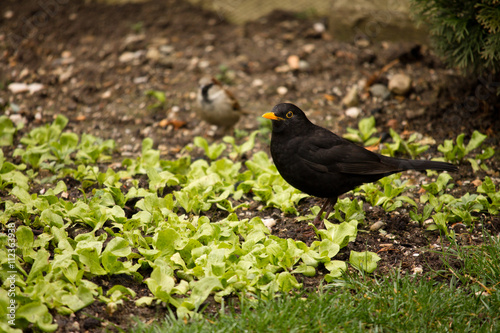 close-up of blackbird and sparrow in the back searching for food