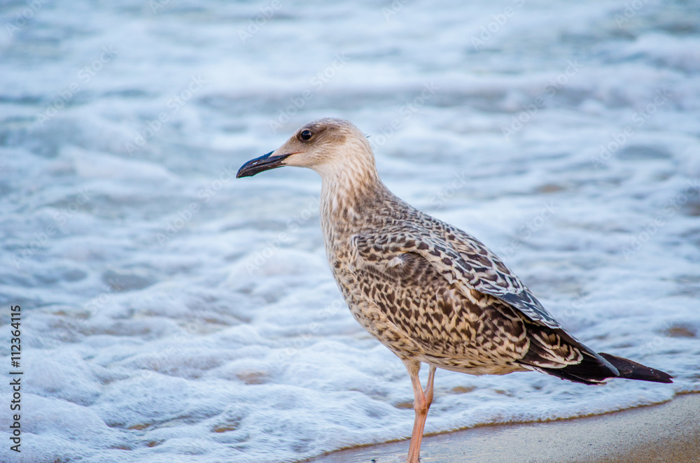 seagull walks on the beach seagull walks on the beach