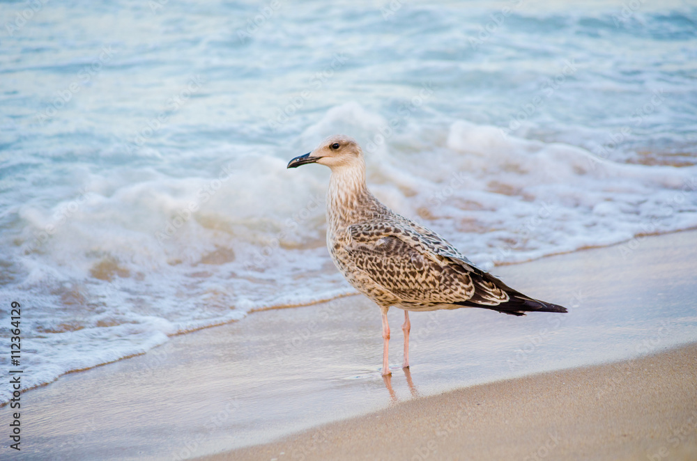 seagull walks on the beach seagull walks on the beach