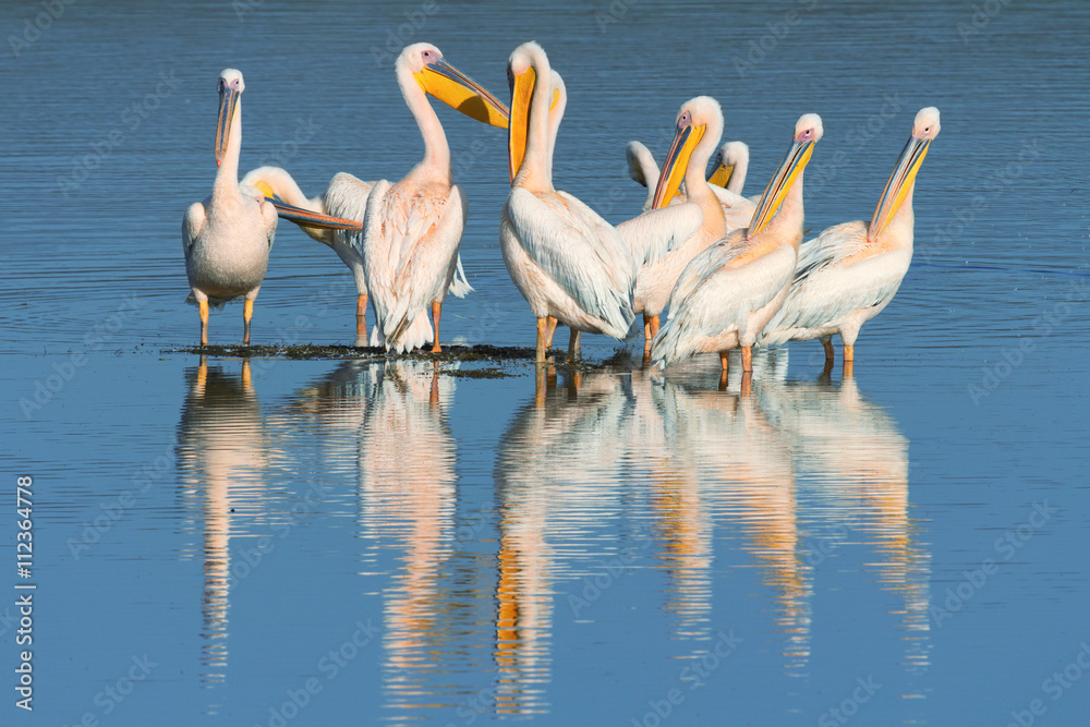 Group of pelicans in Nakuru Lake in Kenya Group of pelicans in Nakuru Lake in Kenya