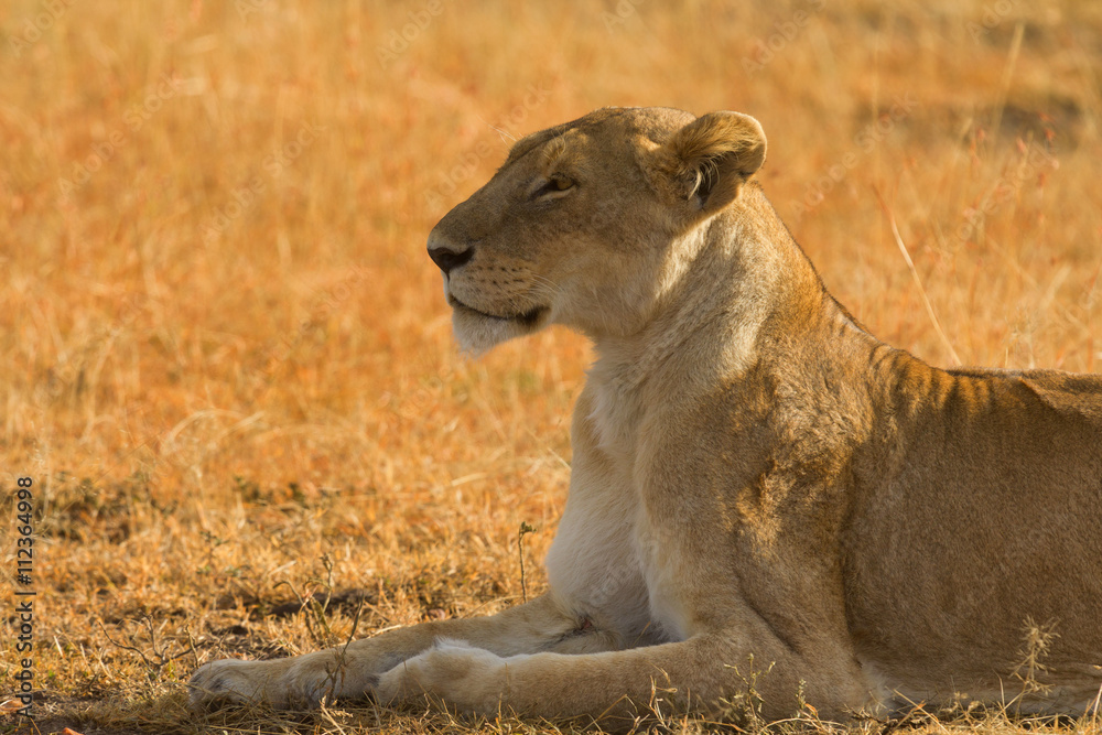 Female lion lying in the grass at sunset in Masai Mara, Kenya Female lion lying in the grass at sunset in Masai Mara, Kenya