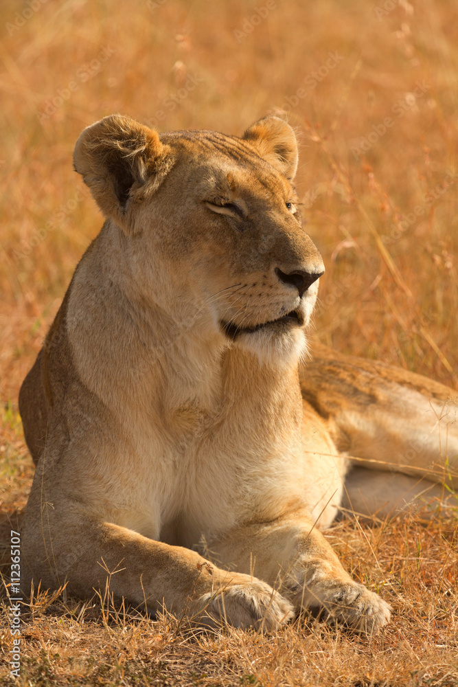 Fototapeta premium Female lion lying in the grass at sunset in Masai Mara, Kenya. Eyes closed