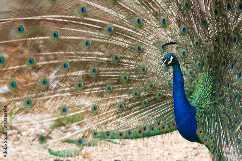 Fototapeta premium Peacock at Lokrum - the nearest island near Dubrovnik