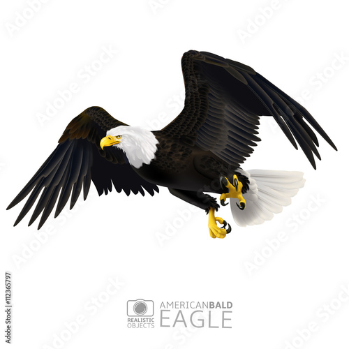 Illustration of american bald eagle, isolated