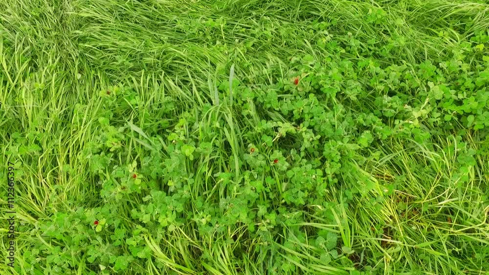 Green clover on the field. Green clover on the field.