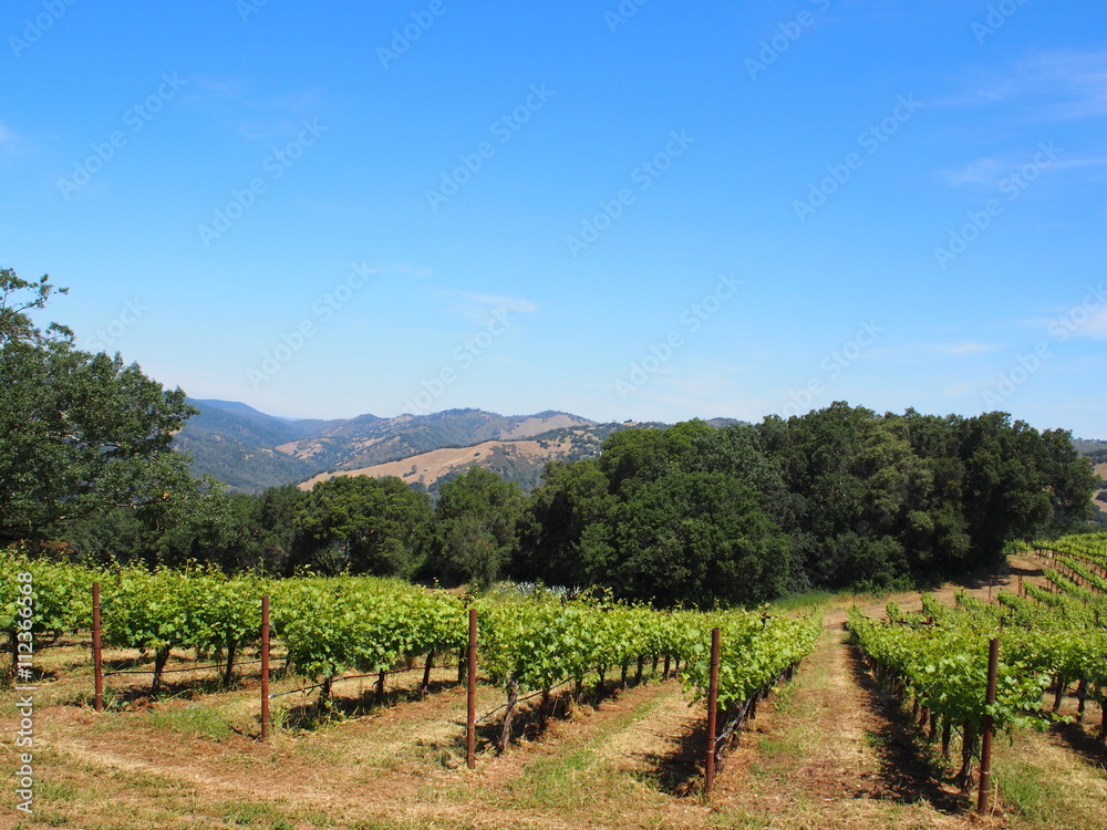 grape vinyards