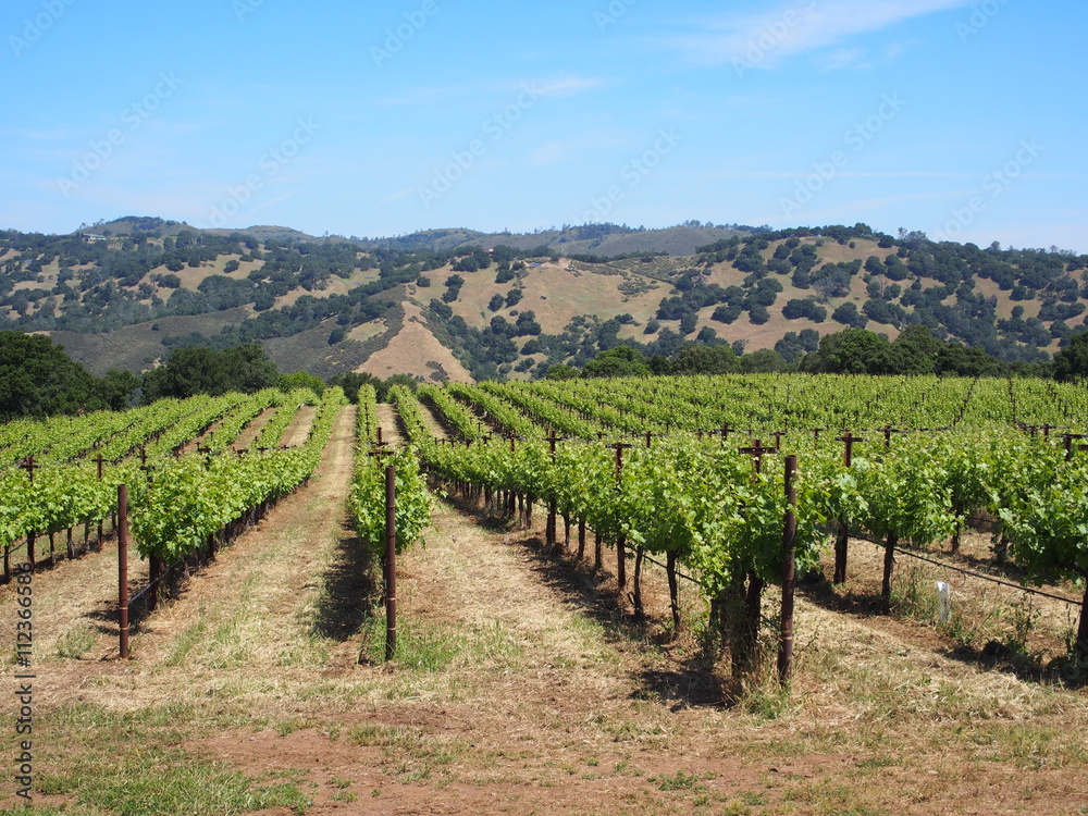 grape vinyard