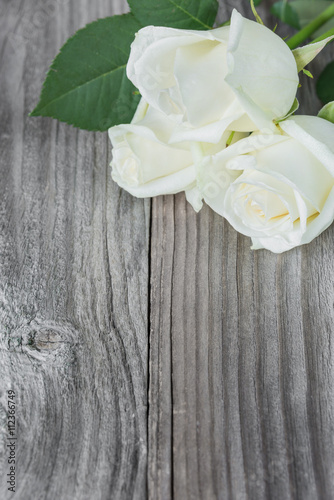 Three white rose