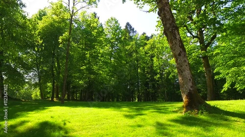 Beautiful day and big tree in spring park. Intensive, pleasant light of sun. Big ash tree.