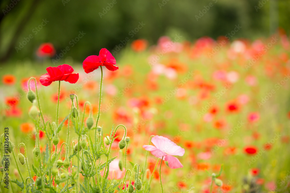 Fototapeta premium Beautiful poppy field on a cloudy spring day