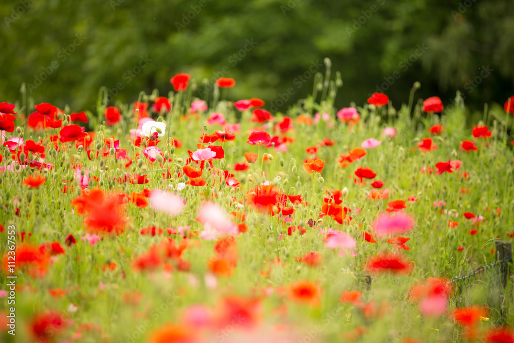 Beautiful poppy field on a cloudy spring day