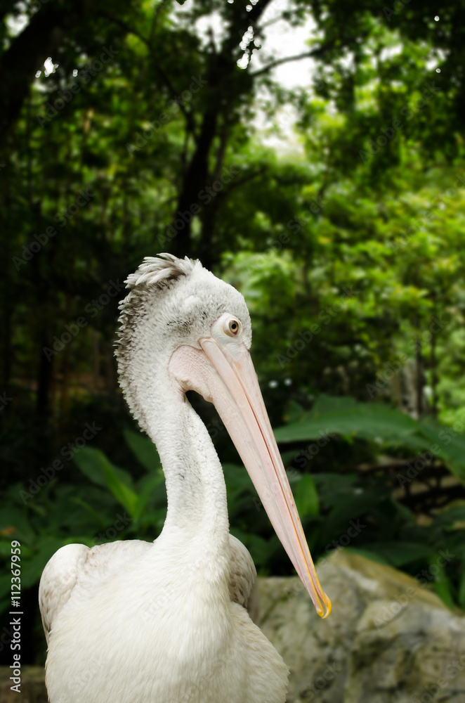 Spot-billed pelican, pelecanus philippensis, bird Spot-billed pelican, pelecanus philippensis, bird