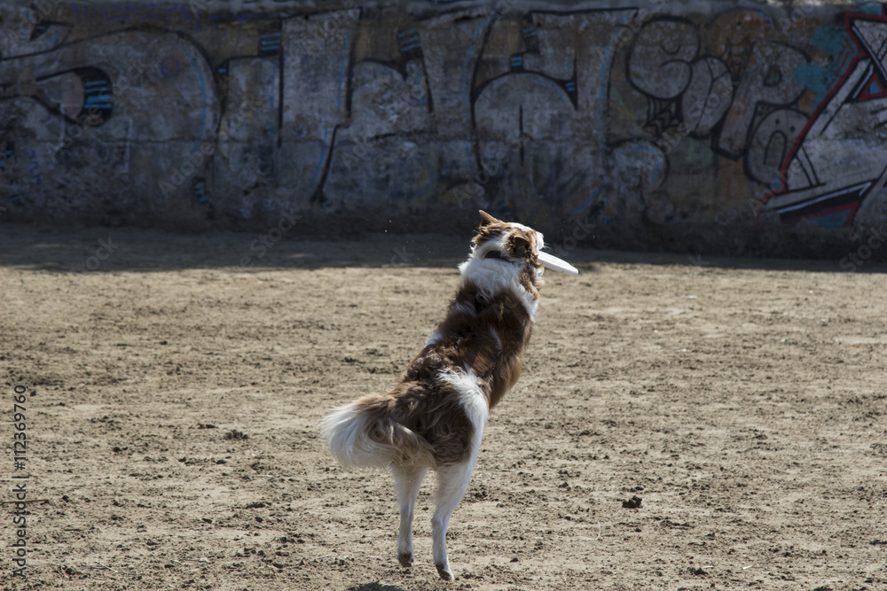 perro cogiendo frissbee de espaldas Stock Photo | Adobe Stock