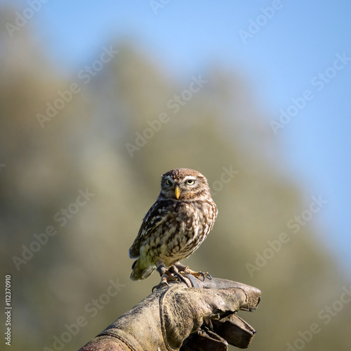Wallpaper Mural Sperlingskauz Torontodigital.ca