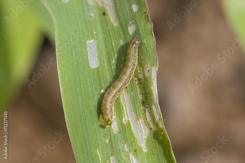 Fall armyworm Spodoptera frugiperda (Smith 1797) on the corn leaf