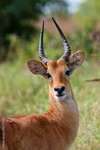 Close up of a Puku antelope