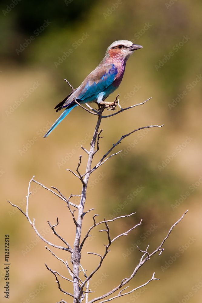 Lilac breasted roller perched on a branch