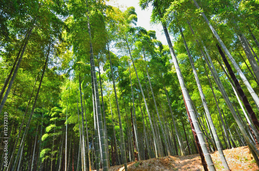 Fototapeta premium 新緑の竹林