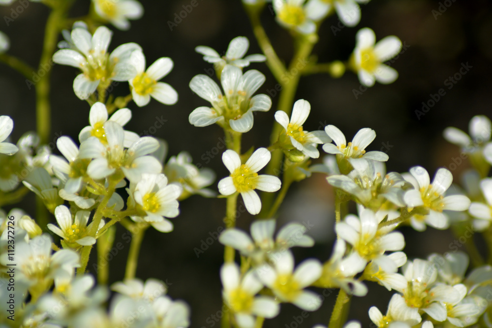 Fototapeta premium Little white flowers closeup