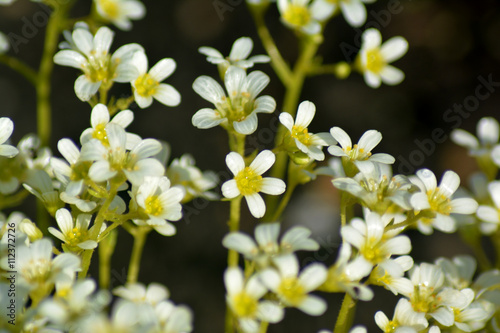 Little white flowers closeup