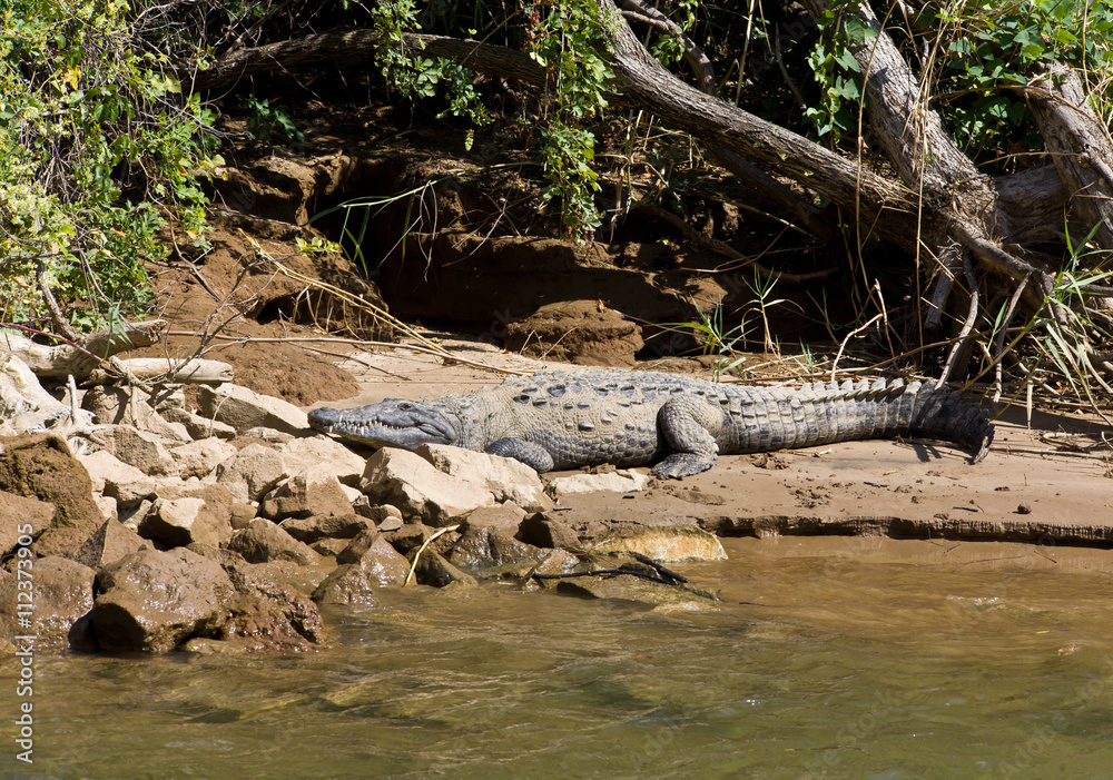 The big crocodile near by river in canyon Sumidero Mexico The big crocodile near by river in canyon Sumidero Mexico