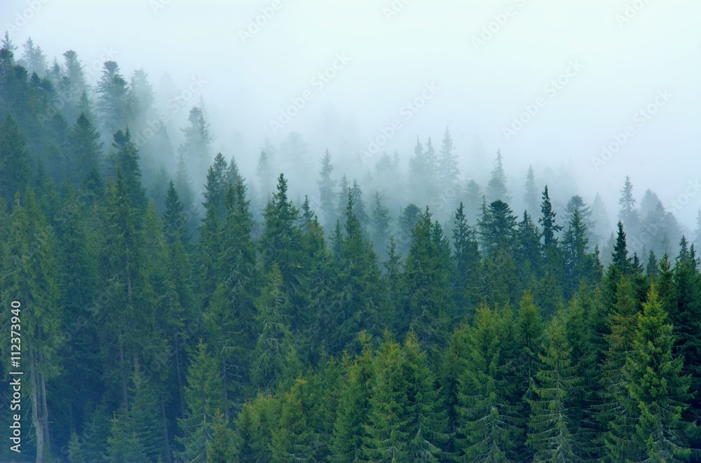 Trees in fog Trees in fog
