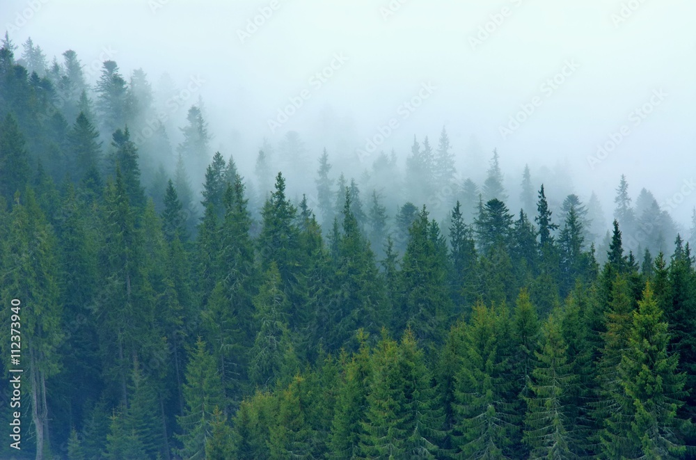 Trees in fog