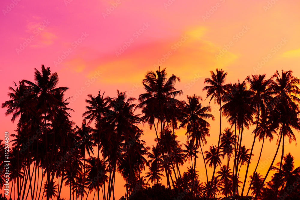 Palm trees silhouettes at twilight