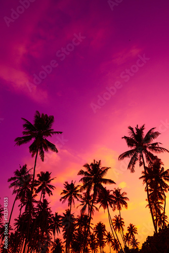 Tropical palm trees silhouettes at sunset © nevodka.com