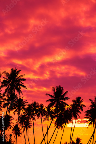 Tropical sunset with palm trees silhouettes © nevodka.com