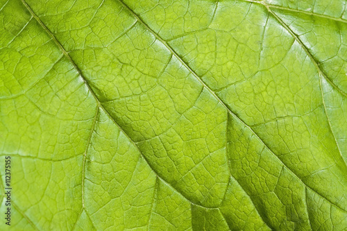 green leaf detail