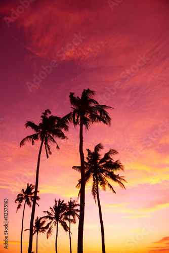 Tropical palm trees silhouettes at sunset © nevodka.com