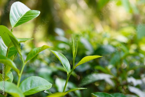 Tea bush with fresh tea leaves and bud on tea plantation