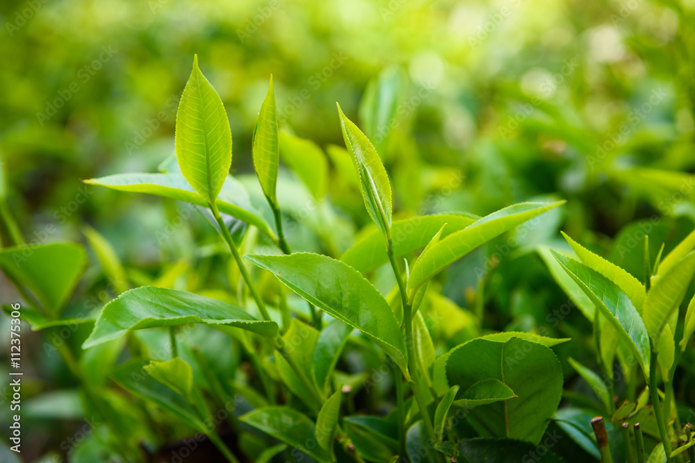Fresh green tea leaves and pekoe buds on tea plantation