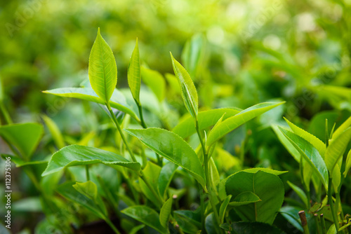 Fresh green tea leaves and pekoe buds on tea plantation