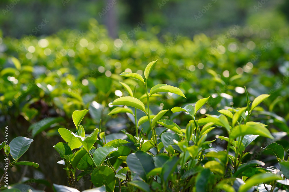 Green tea leaves and pekoe buds on tea plantation Green tea leaves and pekoe buds on tea plantation